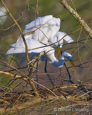 Breeding Egrets_45553.jpg - Great Egret (Ardea alba)Photographed at Lake Martin near Breaux Bridge, Louisiana, USA.